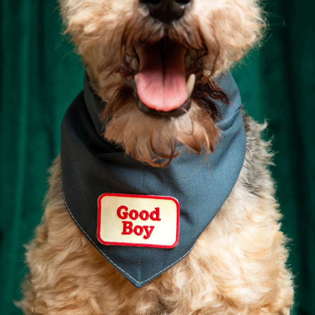 Dog wearing a blue bandana with a 'Good Boy' patch on a green background
