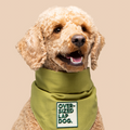 Dog wearing a green bandana with a patch labeled 'Over-sized Lap Dog' on a beige background
